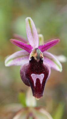 Ophrys ferrum-equinum, Hufeisen Ragwurz