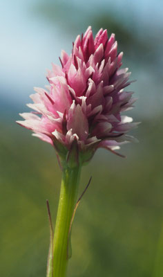 Nigritella stiriaca, Steirisches Kohlröschen, Steiermark