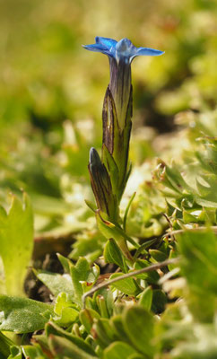 Salzburg, Gentiana nivalis, Schnee-Enzian