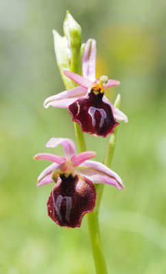 Ophrys ferrum-equinum, Hufeisen-Ragwurz, Griechenland