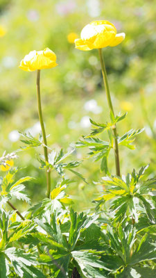 Österreich, Trollblume, Trollius europaeus