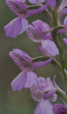 Anacamptis morio, Klein-Hundswurz, Montenegro