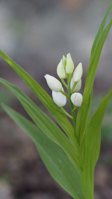 Cephalanthera longifolia, Langblättriges Waldvöglein