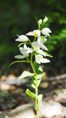 Cephalanthera damasonium, Breitblatt-Waldvöglein, Türkei