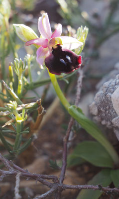 Ophrys ferrum-equinum, Hufeisen-Ragwurz, Griechenland