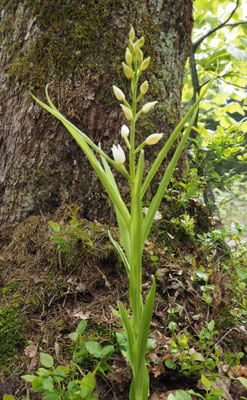 Cephalanthera longifolia, Schwertblatt-Waldvöglein, Salzburg