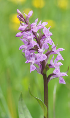 Dactylorhiza majalis, Breitblättrige Fingerwurz, Salzburg