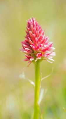 Nigritella rhellicani, Gewöhnliches Kohlröschen, Südtirol