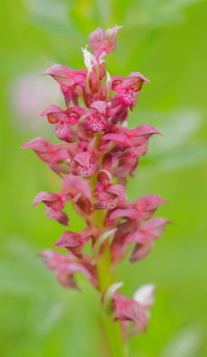 Anacamptis coriophora, Wanzen-Knabenkraut, Kärnten