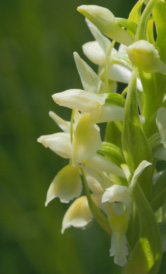 Dactylorhiza incarnata ssp. ochroleuca, Strohgelbe Fingerwurz, Salzburg