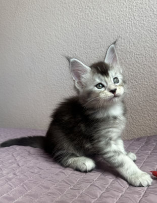 Maine Coon Femelle Black Silver Ticked Tabby 1 mois