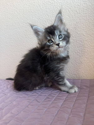 Maine Coon Black silver ticked tabby 1 mois
