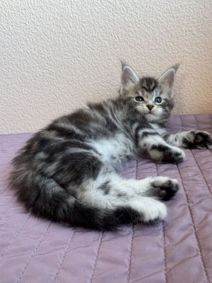 Maine Coon Black silver blotched tabby 1 mois