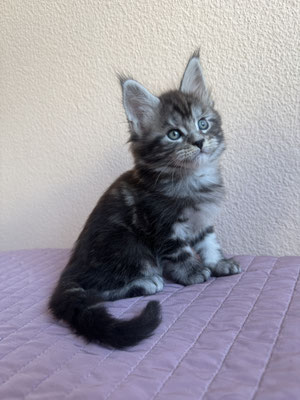 Maine Coon Black silver blotched tabby 1 mois