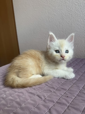 Maine Coon Red Smoke 1 mois