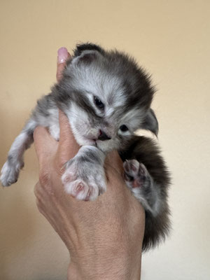 Femelle Black silver Tortie Tabby
