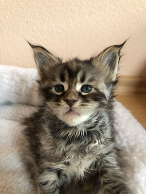 3 Black silver tortie