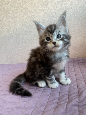 Maine Coon Black silver blotched tabby 1 mois