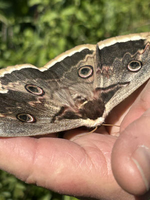 Rencontre magnifique avec le plus grand papillon d'Europe devenu très rare: ""Le grand Paon de nuit(Saturnia pyri)