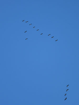 Wildgänse im Flug