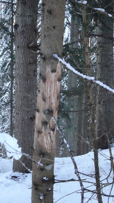 Das Wild hat Bäume beschädigt