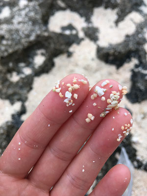 竹富島に移動し星砂の浜へ。拡大してみるとフグみたいなのが星砂。指紋見えるけど悪用しないでね