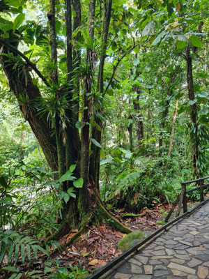 Regenwald bei der Cascade aux Ecrevisses