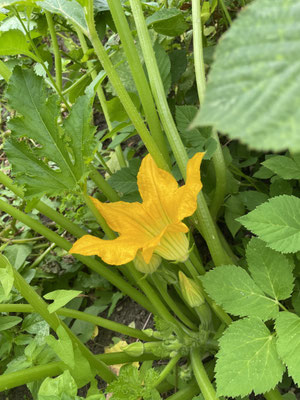 Fleurs de mon jardin