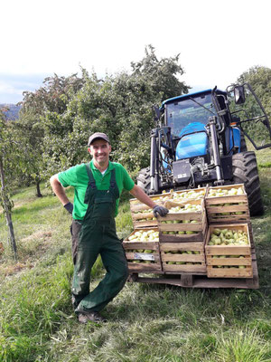 Schwarzwaldhof Hölzleberg, Brennerei Josef Gmeiner in Durbach im Schwarzwald, https://www.hoelzleberg.de/edelbrände - Ernte der Williams-Christ-Birne, zur Herstellung des Edelbrand, Obstbrand, Likör und Ansatzschnaps