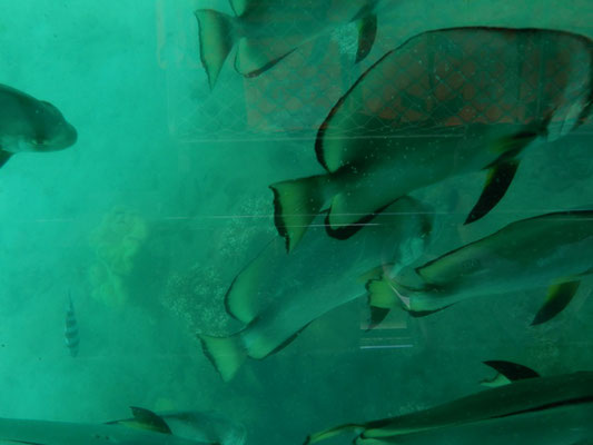 und die vielen Fischli