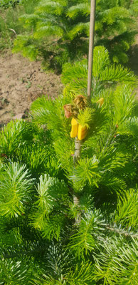 21. Mai 2020.   Dieser junge Christbaum ist leider nicht mehr zu retten. Die Spitze ist bereits zu stark beschädigt.