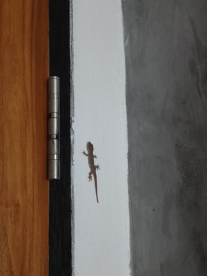 Ein kleiner Gecko... wir erinnern uns: Sie gelten als Glücksbringer auf den Cooks... wie schön!