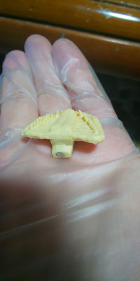 Magnet-embedded portion of mandible 