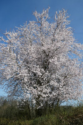 Japanische Kirschblüte, eine unter den Ersten