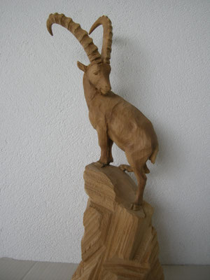 Alpensteinbock