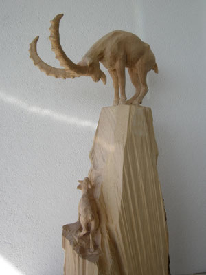 Steinbock runter blickend