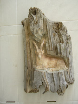 Steinbock in Schwemmholz