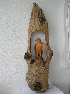 Sperber in Schwemmholz