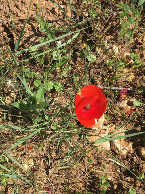 Coquelicot