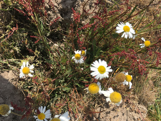 Camomille matricaire ou sauvage