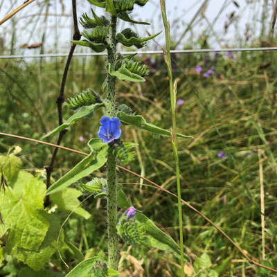 Vipérine commune ou herbe bleue