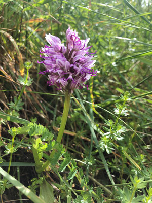 Orchis singe