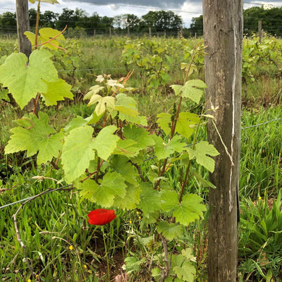 Coquelicot