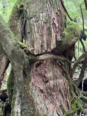 * Yakushima cedar