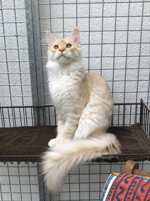 Maine Coon im Katzengehege