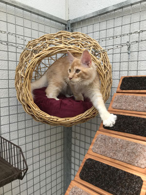 Rattankugel im Katzengehege