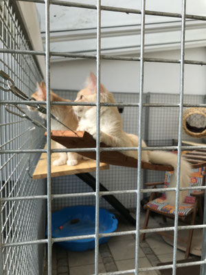 Katzengehege 2