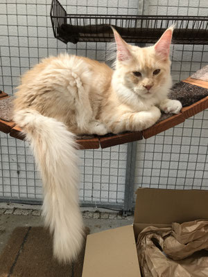Maine Coon auf Hängebrücke im Katzengehege