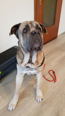 Lenny bei der Physiotherapie