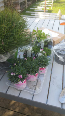plant delivery for sea ridge chalkwell project